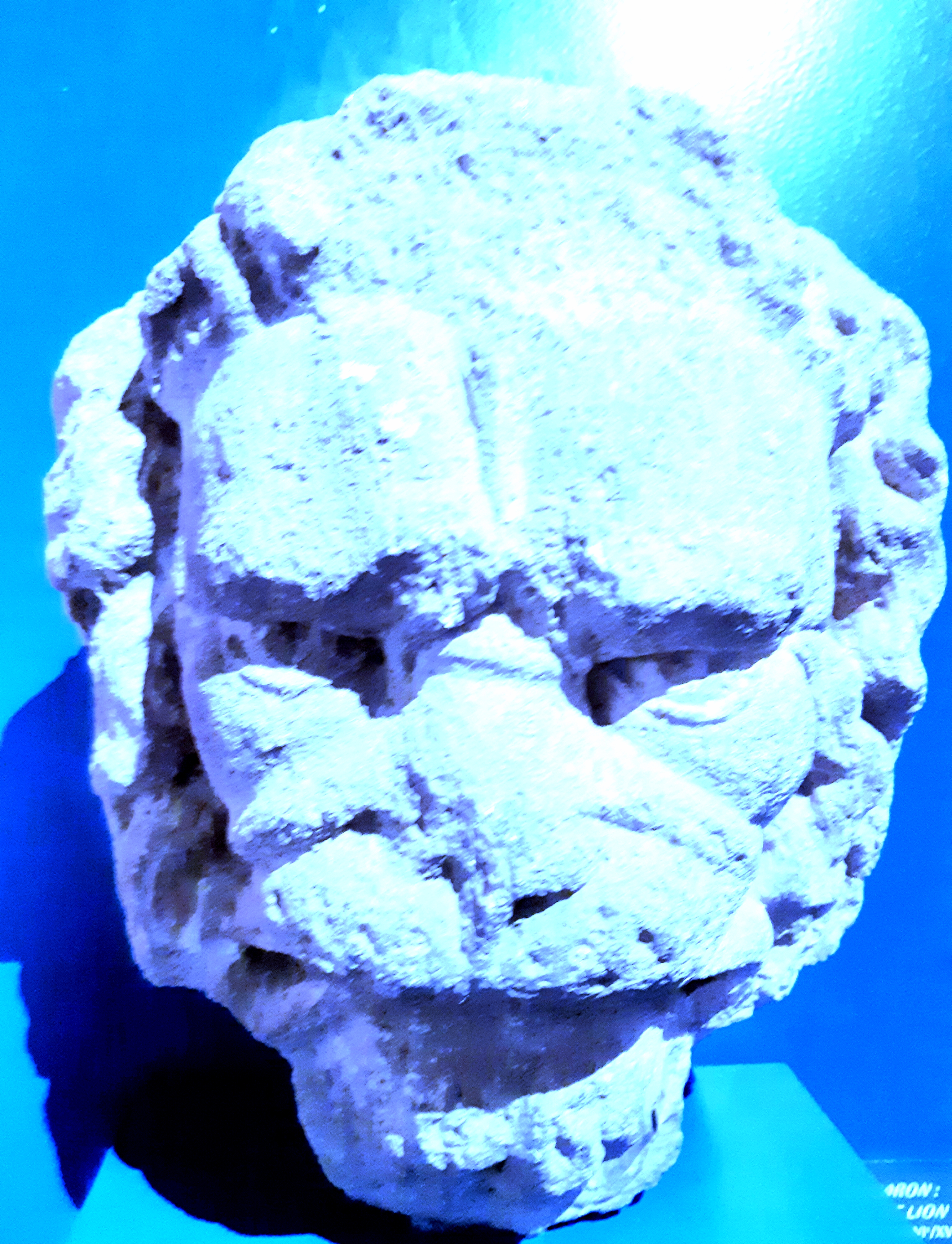 Musée Rolin, Autun, monstre, Emmanuelle Cordoliani